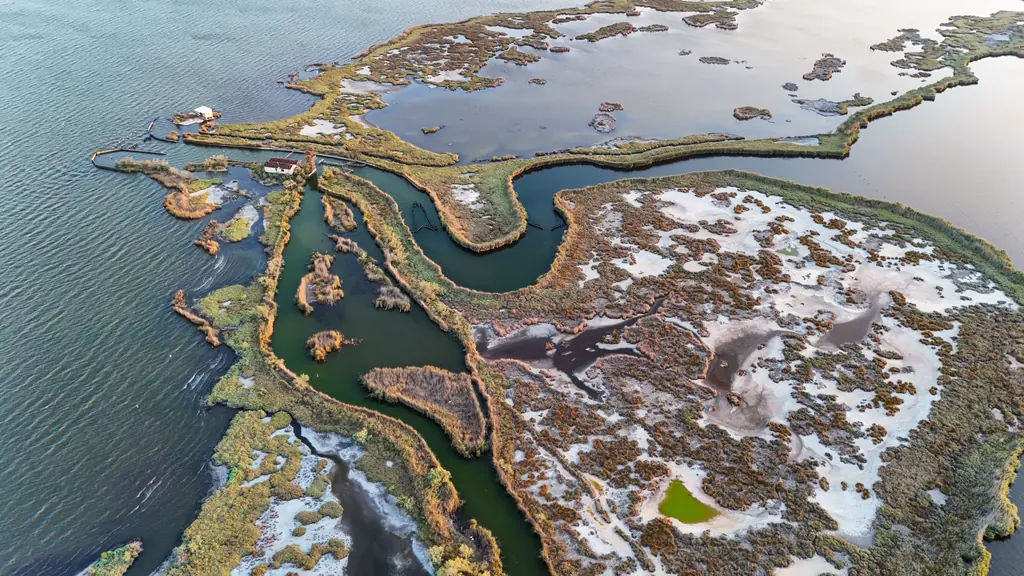 Aerial view of tidal salt marsh channels meeting open water